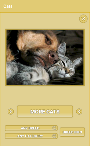 Android application Cats - Photo Viewer screenshort