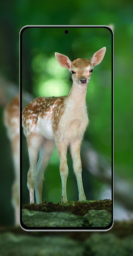 10000 Animals Wallpapers Screen 2