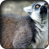 Lemur Wallpapers icon