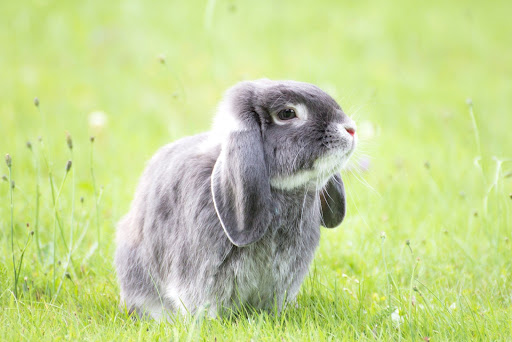 Android application Rabbits Wallpapers screenshort