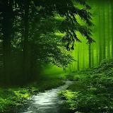 Nature Green Forest LWP icon