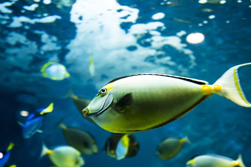 Fish wallpapers Screenshot 3 - AppWisp.com
