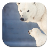 Polar Bear Live Wallpapers icon