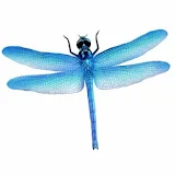 Dragonfly HD Wallpaper icon