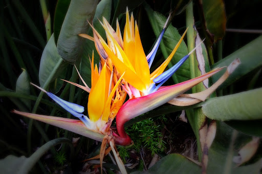 Bird Of Paradise Wallpaper HD