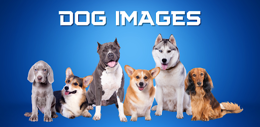 Dog Images - Dog Wallpapers