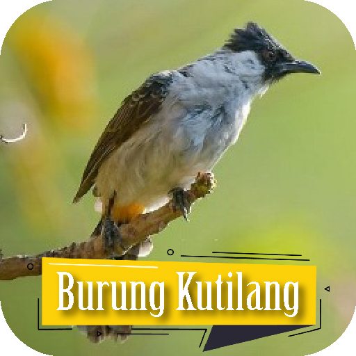 Suara Pikat Burung Kutilang