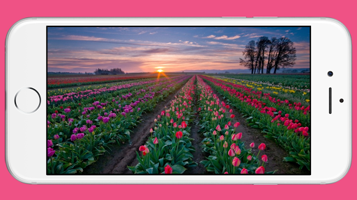 Android application Flower Wallpaper screenshort