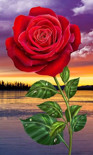 Download HD Rose Flowers Live Wallpaper Free for Android - HD Rose Flowers  Live Wallpaper APK Download 
