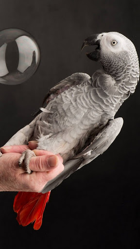 Android application African Gray Parrot screenshort