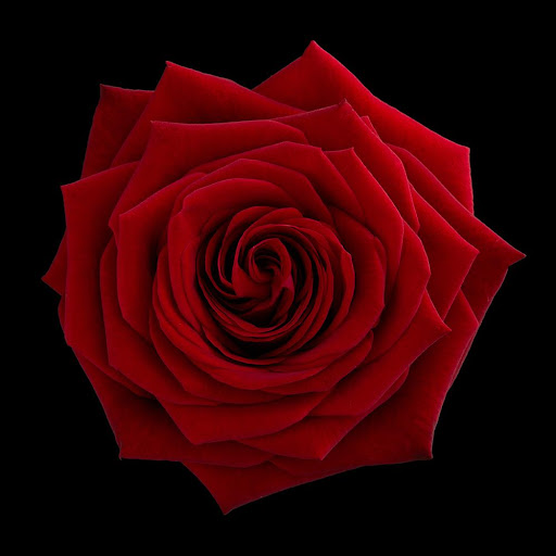 Android application Beautiful flowers pictures screenshort
