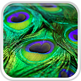 Peacock Feather Live Wallpaper icon