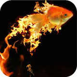 Golden fish Live Wallpaper icon