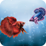 Betta Fish Wallpaper Apk