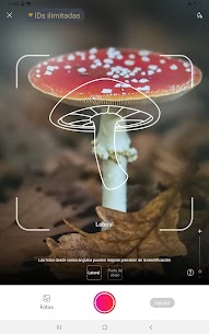 Picture Mushroom: Champiñón ID APK/MOD 6