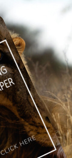 Trendy Lion King Wallpaper Screen 3