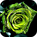 Rosas Hermosas Imagenes icon