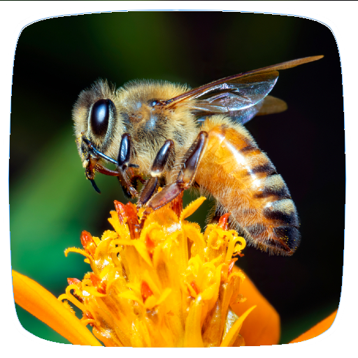 Bee Sounds logo
