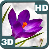 Crocus Flowers Spring Blooming icon