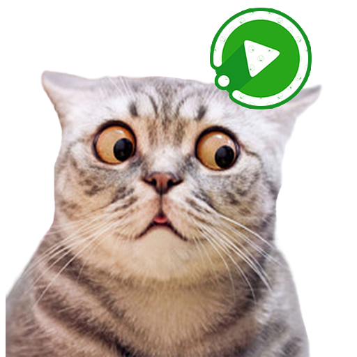 WASticker Gatos  Animado Meme Descarga en Windows