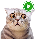 Cover Image of Download WASticker Cats Animated meme 5.5 APK