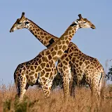 Giraffes Live Wallpaper icon
