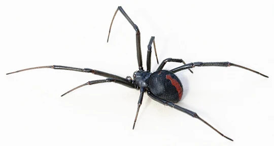 Black Widow Spiders wallpaper