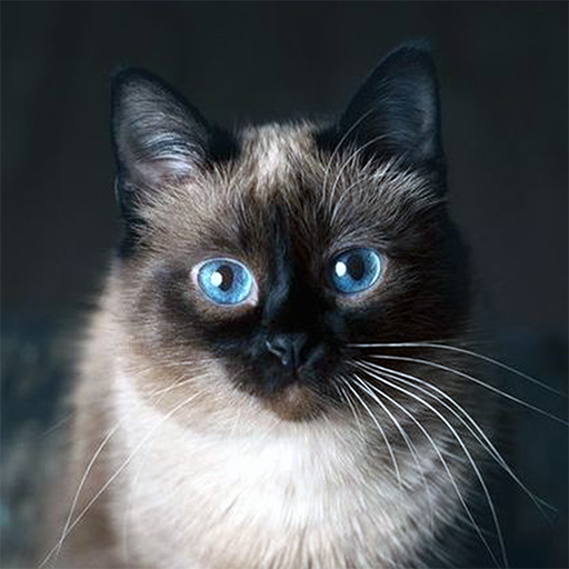 Gato siamês azul falante