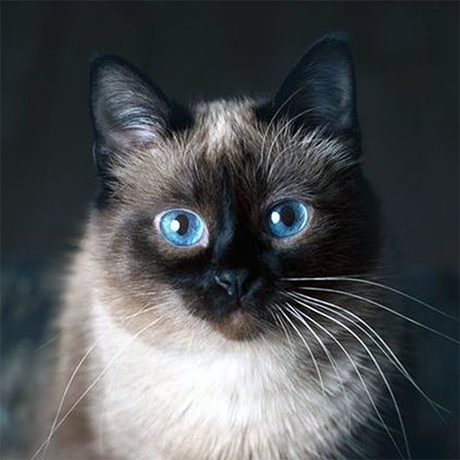 Talking Blue Siamese Cat