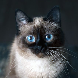 Icon image Talking Blue Siamese Cat