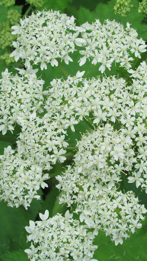 Queen Annes Lace Wallpaper