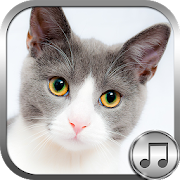Top 30 Music & Audio Apps Like Cat Ringtone Sounds - Best Alternatives