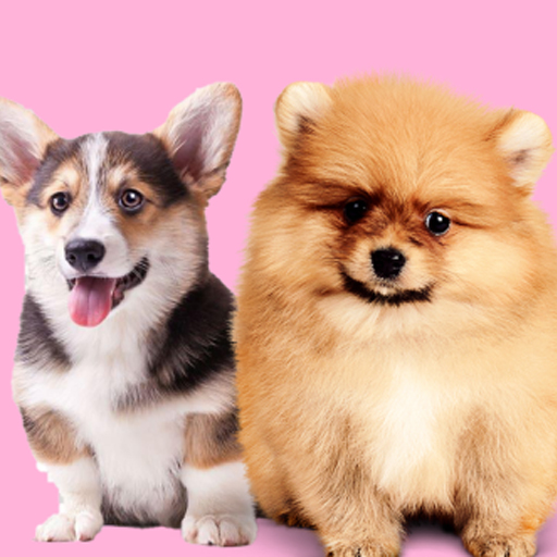 AmPawn: Pet Adoption logo