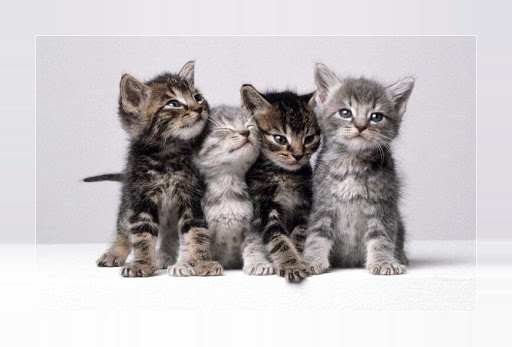 Cute kittens wallpapers Screen 2