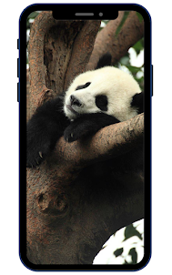 Hình nền Panda HD