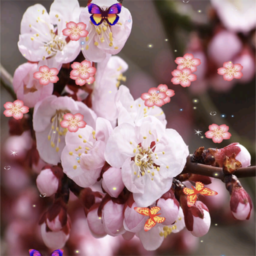 3D Sakura Live Wallpaper 2024 logo