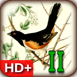 Audubon's Birds of America V02 icon
