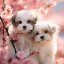 Dog Wallpapers &amp;amp; Cute Puppy 4K APK