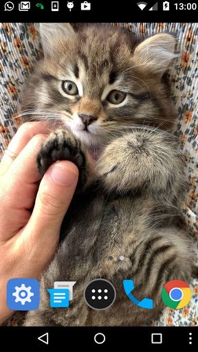 lovely cat wallpaper Screen 2