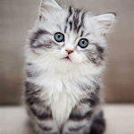 Cover Image of Télécharger Kitten Wallpapers 1.0.0 APK