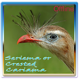 Seriema or Crested Cariama icon