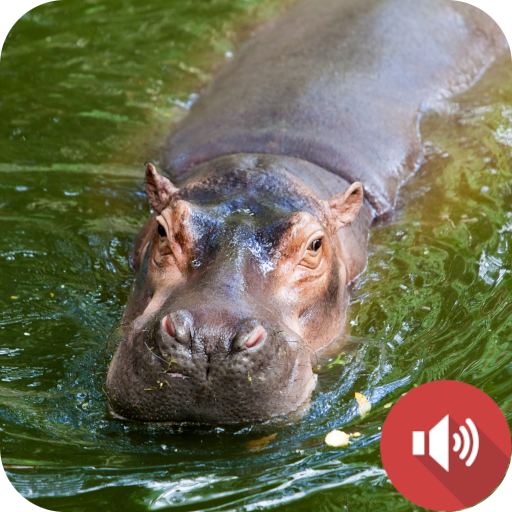 Hippopotamus Sounds logo
