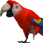 Cover Image of Download Talking Parrot 2 1.5 APK