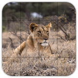 Tile Puzzles · Safari icon