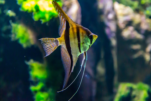 Fish images Screen 2
