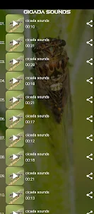 cicada sounds