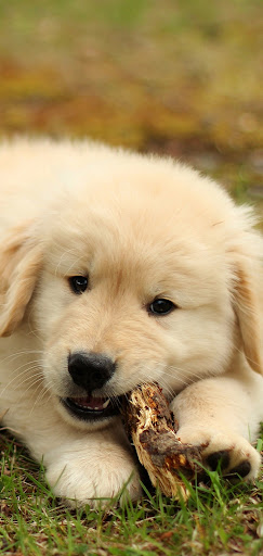 Golden Retriever Dog Wallpaper Screenshot