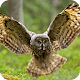 Owl Wallpaper تنزيل على نظام Windows
