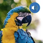 Cover Image of Download Bird Sounds  APK