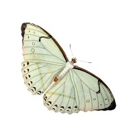 Adorable butterflies 4k wallpa